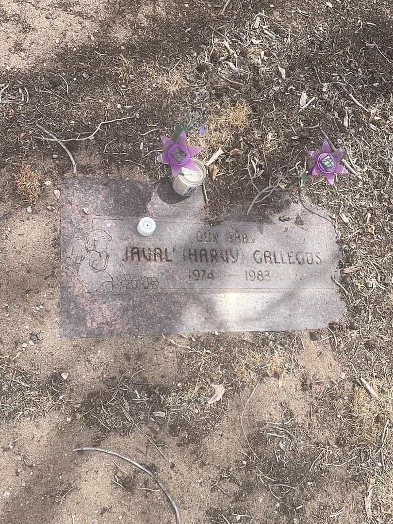Javal "Harvy" Gallegos's grave. Photo 2